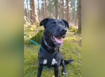 Bogár, liebevolle Herzensbrecherin, ca. 1 Jahr, ca. 47 cm, ca. 21 kg *in 88299 Leutkirch*