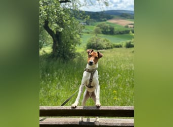 Foxi, lebensfroher Foxterriermix, ca. 2 Jahre, ca. 42 cm, ca. 10 kg *in 53894 Mechernich*