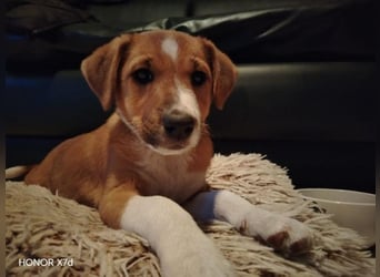 Luca, verspielte Herzensbrecherin, ca. 3 Monate, ca. 24 cm, ca. 4 kg