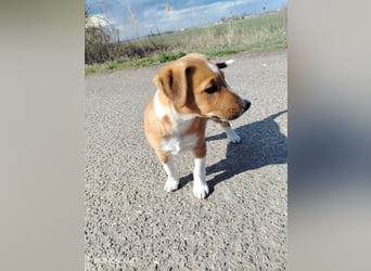 Luca, verspielte Herzensbrecherin, ca. 3 Monate, ca. 24 cm, ca. 4 kg