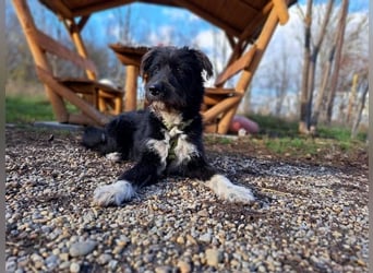 Lua, liebenswürdige Hundedame, ca. 1 Jahr, ca. 48 cm, ca 15 kg