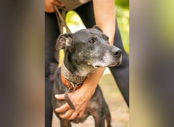 Fatima, soziale Hundedame, ca. 6 Jahre, *in 47198 Duisburg*