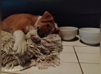 Luca, verspielte Herzensbrecherin, ca. 3 Monate, ca. 24 cm, ca. 4 kg