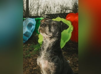 Fatima, soziale Hundedame, ca. 6 Jahre, *in 47198 Duisburg*