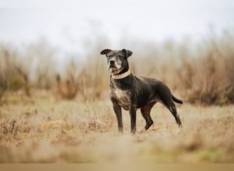 Fatima, soziale Hundedame, ca. 6 Jahre, *in 47198 Duisburg*