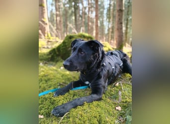 Bogár, liebevolle Herzensbrecherin, ca. 1 Jahr, ca. 47 cm, ca. 21 kg *in 88299 Leutkirch*