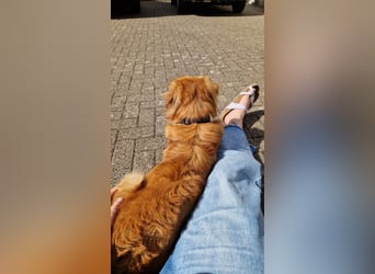 Hektor, sensibler Hundemann, 49 cm,19 kg, *in 38118 Braunschweig*