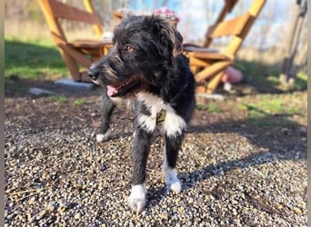 Lua, liebenswürdige Hundedame, ca. 1 Jahr, ca. 48 cm, ca 15 kg