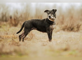Fatima, soziale Hundedame, ca. 6 Jahre, *in 47198 Duisburg*