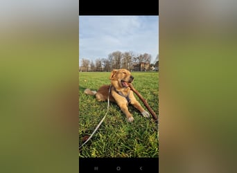 Hektor, sensibler Hundemann, 49 cm,19 kg, *in 38118 Braunschweig*