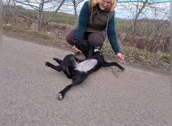 Bogár, liebevolle Herzensbrecherin, ca. 1 Jahr, ca. 47 cm, ca. 21 kg *in 88299 Leutkirch*