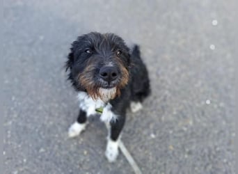 Lua, liebenswürdige Hundedame, ca. 1 Jahr, ca. 48 cm, ca 15 kg