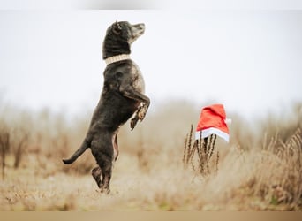 Fatima, soziale Hundedame, ca. 6 Jahre, *in 47198 Duisburg*