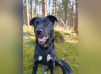 Bogár, liebevolle Herzensbrecherin, ca. 1 Jahr, ca. 47 cm, ca. 21 kg *in 88299 Leutkirch*