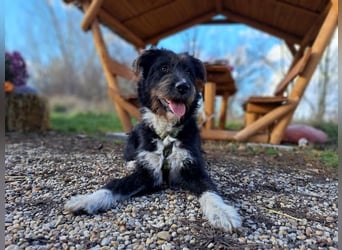 Lua, liebenswürdige Hundedame, ca. 1 Jahr, ca. 48 cm, ca 15 kg