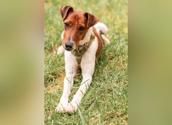 Foxi, lebensfroher Foxterriermix, ca. 2 Jahre, ca. 42 cm, ca. 10 kg *in 53894 Mechernich*