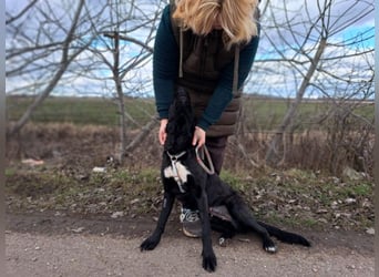 Bogár, liebevolle Herzensbrecherin, ca. 1 Jahr, ca. 47 cm, ca. 21 kg *in 88299 Leutkirch*