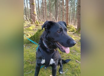 Bogár, liebevolle Herzensbrecherin, ca. 1 Jahr, ca. 47 cm, ca. 21 kg *in 88299 Leutkirch*