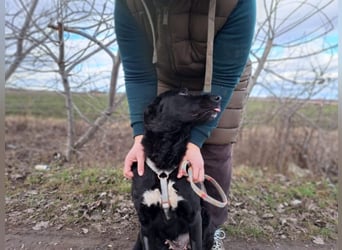 Bogár, liebevolle Herzensbrecherin, ca. 1 Jahr, ca. 47 cm, ca. 21 kg *in 88299 Leutkirch*