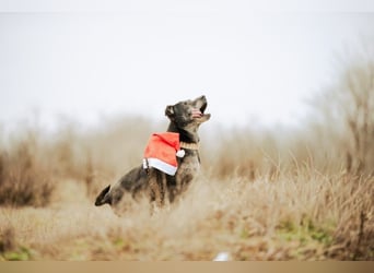 Fatima, soziale Hundedame, ca. 6 Jahre, *in 47198 Duisburg*