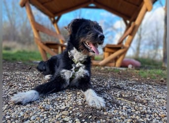 Lua, liebenswürdige Hundedame, ca. 1 Jahr, ca. 48 cm, ca 15 kg