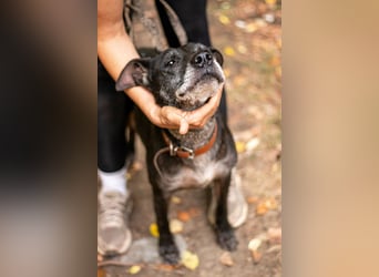 Fatima, soziale Hundedame, ca. 6 Jahre, *in 47198 Duisburg*