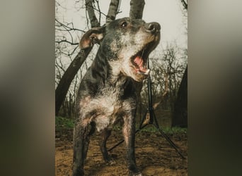 Fatima, soziale Hundedame, ca. 6 Jahre, *in 47198 Duisburg*