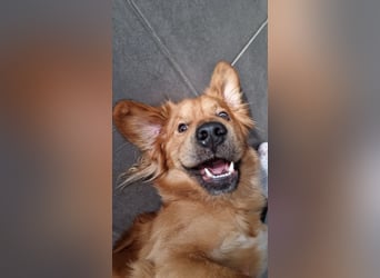 Hektor, sensibler Hundemann, 49 cm,19 kg, *in 38118 Braunschweig*