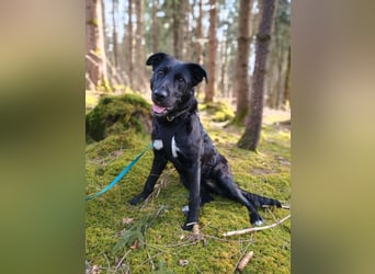 Bogár, liebevolle Herzensbrecherin, ca. 1 Jahr, ca. 47 cm, ca. 21 kg *in 88299 Leutkirch*