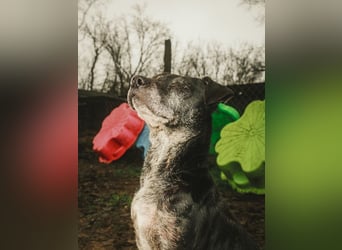 Fatima, soziale Hundedame, ca. 6 Jahre, *in 47198 Duisburg*