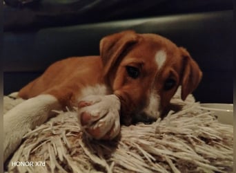 Luca, verspielte Herzensbrecherin, ca. 3 Monate, ca. 24 cm, ca. 4 kg