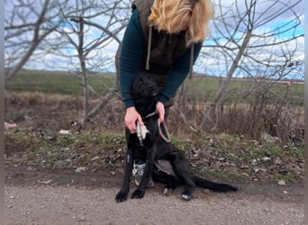 Bogár, liebevolle Herzensbrecherin, ca. 1 Jahr, ca. 47 cm, ca. 21 kg *in 88299 Leutkirch*