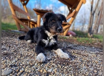 Lua, liebenswürdige Hundedame, ca. 1 Jahr, ca. 48 cm, ca 15 kg