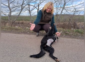 Bogár, liebevolle Herzensbrecherin, ca. 1 Jahr, ca. 47 cm, ca. 21 kg *in 88299 Leutkirch*