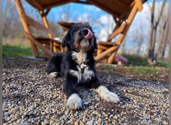 Lua, liebenswürdige Hundedame, ca. 1 Jahr, ca. 48 cm, ca 15 kg