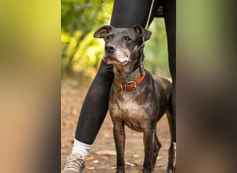 Fatima, soziale Hundedame, ca. 6 Jahre, *in 47198 Duisburg*