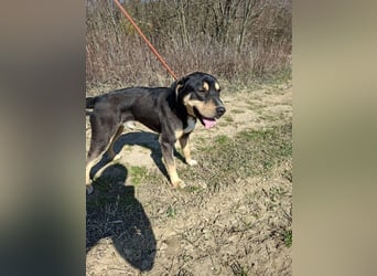 Blacky, fröhlicher Junghund, ca. 10 Monate, ca. 48 cm, ca. 16 kg