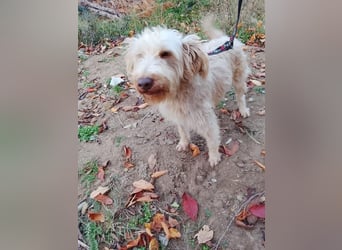 Kupak, süßer Herzensbrecher, ca. 6 Jahre, ca. 45 cm, ca. 12 kg