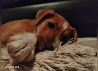 Luca, verspielte Herzensbrecherin, ca. 3 Monate, ca. 24 cm, ca. 4 kg