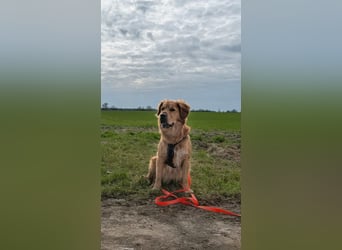 Hektor, sensibler Hundemann, 49 cm,19 kg, *in 38118 Braunschweig*