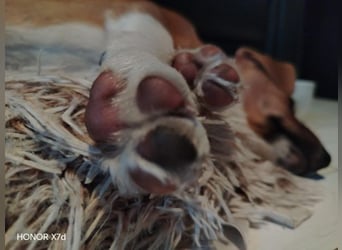 Luca, verspielte Herzensbrecherin, ca. 3 Monate, ca. 24 cm, ca. 4 kg