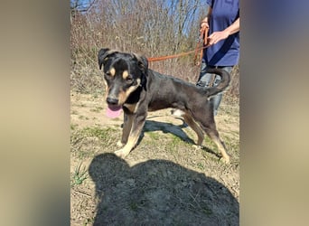 Blacky, fröhlicher Junghund, ca. 10 Monate, ca. 48 cm, ca. 16 kg