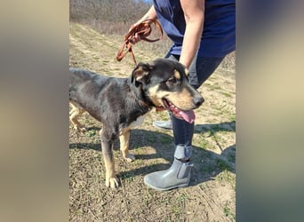 Blacky, fröhlicher Junghund, ca. 10 Monate, ca. 48 cm, ca. 16 kg