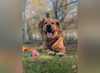 Hektor, sensibler Hundemann, 49 cm,19 kg, *in 38118 Braunschweig*