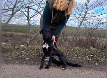 Bogár, liebevolle Herzensbrecherin, ca. 1 Jahr, ca. 47 cm, ca. 21 kg *in 88299 Leutkirch*