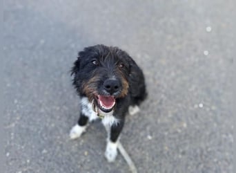 Lua, liebenswürdige Hundedame, ca. 1 Jahr, ca. 48 cm, ca 15 kg