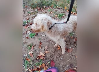 Kupak, süßer Herzensbrecher, ca. 6 Jahre, ca. 45 cm, ca. 12 kg