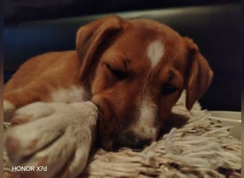 Luca, verspielte Herzensbrecherin, ca. 3 Monate, ca. 24 cm, ca. 4 kg