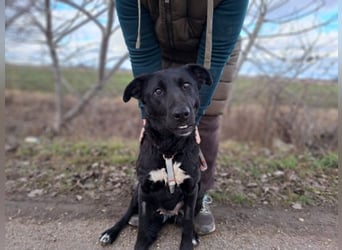 Bogár, liebevolle Herzensbrecherin, ca. 1 Jahr, ca. 47 cm, ca. 21 kg *in 88299 Leutkirch*