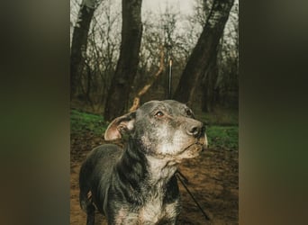 Fatima, soziale Hundedame, ca. 6 Jahre, *in 47198 Duisburg*